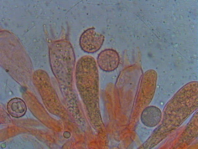 Due Laccarie (Laccaria affinis e L. macrocystidiata)